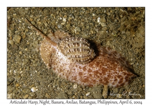 1144#0257 Harpa articularis - Articulate Harp, Night, Basura, Batangas, Philippines, Apr 6, 2004