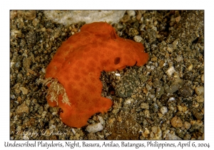 1144#0266 Platydoris sp 1 - Undescribed Platydoris, Night, Basura, Batangas, Philippines, Apr 6, 2004