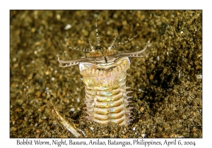 1144#0286 Eunice aphroditois - Bobbit Worm, Night, Basura, Batangas, Philippines, Apr 6, 2004