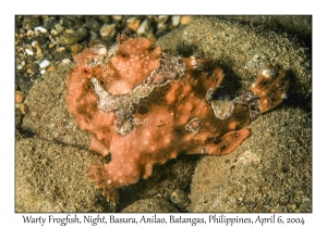 1144#0312 Antennarius maculatus - Warty Frogfish, Night, Basura, Batangas, Philippines, Apr 6, 2004