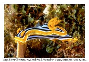 1145#0003 Chromodoris magnifica - Magnificent Chromodoris, Sepok Wall, Maricaban Is, Batangas, Philippines, April 7, 2004