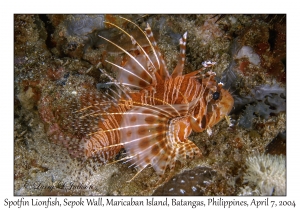 1145#0026 Pterois antennata - Spotfin Lionfish, Sepok Wall, Maricaban Is, Batangas, Philippines, April 7, 2004