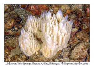 1147#0105 Unknown Sponge, Basura, Anilao, Batangas, Philippines, April 7, 2004