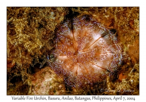 1147#0109 Asthenosoma varium - Variable Fire Urchin, Basura, Anilao, Batangas, Philippines, April 7, 2004