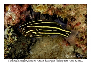 1147#0115 Grammistes sexlineatus - Six-lined Soapfish, Basura, Anilao, Batangas, Philippines, April 7, 2004