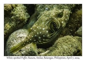1147#0144 Arothron hispidus - White-spotted Puffer, Basura, Anilao, Batangas, Philippines, April 7, 2004