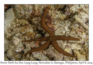 1148#0004 Nardoa galatheae - Brown Mesh Sea Star, Layag Layag, Maricaban Is, Batangas, Philippines, April 8, 2004