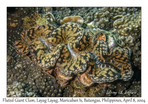 1148#0020 Tridacna squamosa - Fluted Giant Clam, Layag Layag, Maricaban Is, Batangas, Philippines, April 8, 2004
