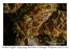 1148#0023 Antennarius coccineus - Freckled Frogfish, Layag Layag, Maricaban Is, Batangas, Philippines, April 8, 2004