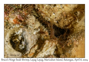1148#0034 Rhynchocinetes brucei - Bruce's Hinge-beak Shrimp, Layag Layag, Maricaban Is, Batangas, Philippines, April 8, 2004