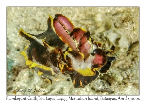 1148#0038 Metasepia pfefferi - Flamboyant Cuttlefish, Layag Layag, Maricaban Is, Batangas, Philippines, April 8, 2004
