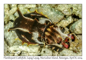 1148#0055 Metasepia pfefferi - Flamboyant Cuttlefish, Layag Layag, Maricaban Is, Batangas, Philippines, April 8, 2004