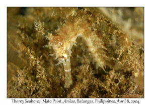 1149#0102 Hippocampus hystrix - Thorny Seahorse, Mato Point, Anilao, Batangas, Philippines, April 8, 2004