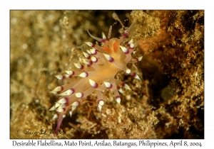 1149#0129 Flabellina exoptata - Desirable Flabellina, Mato Point, Anilao, Batangas, Philippines, April 8, 2004