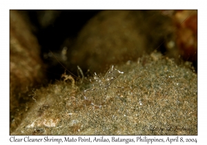 1149#0133 Urocaridella antonbruunii - Clear Cleaner Shrimp, Mato Point, Anilao, Batangas, Philippines, April 8, 2004