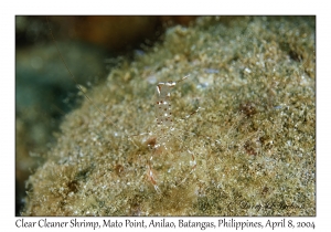1149#0146 Urocaridella antonbruunii - Clear Cleaner Shrimp, Mato Point, Anilao, Batangas, Philippines, April 8, 2004