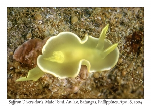 1149#0184 Diversidoris crocea - Saffron Diversidoris, Mato Point, Anilao, Batangas, Philippines, April 8, 2004
