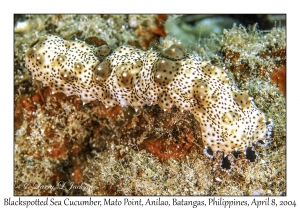 1149#0189 Bohadschia graeffei - Blackspotted Sea Cucumber, Mato Point, Anilao, Batangas, Philippines, April 8, 2004