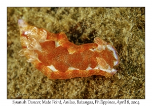 1149#0197 Hexabranchus sanguineus - Spanish Dancer, Mato Point, Anilao, Batangas, Philippines, April 8, 2004