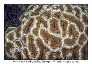 1150#0202 Symphyllia agaricia - Brain Coral, Koala, Anilao, Batangas, Philippines, April 8, 2004