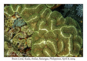 1150#0212 Symphyllia agaricia - Brain Coral, Koala, Anilao, Batangas, Philippines, April 8, 2004