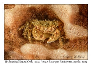 1150#0234 Gaillardiellus sp - Undescribed Round Crab, Koala, Anilao, Batangas, Philippines, April 8, 2004