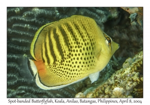 1150#0243 Chaetodon punctatofasciatus - Spot-banded Butterflyfish, Koala, Anilao, Batangas, Philippines, April 8, 2004