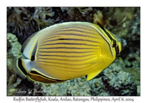 1150#0253 Chaetodon lunulatus - Redfin Butterflyfish, Koala, Anilao, Batangas, Philippines, April 8, 2004