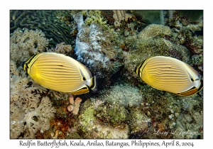 1150#0255 Chaetodon lunulatus - Redfin Butterflyfish, Koala, Anilao, Batangas, Philippines, April 8, 2004