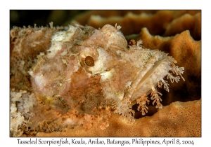 1150#0266 Scorpaenopsis oxycephala - Tasseled Scorpionfish, Koala, Anilao, Batangas, Philippines, April 8, 2004