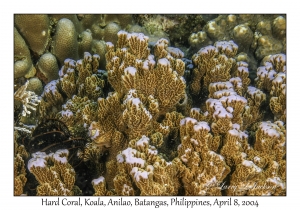 1150#0267 Montipora confusa - Hard Coral, Koala, Anilao, Batangas, Philippines, April 8, 2004
