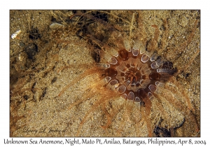 1151#0294 Unknown Sea Anemone, Night, Mato Pt, Anilao, Batangas, Philippines, April 8, 2004