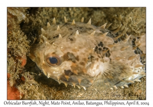 1151#0314 Cyclichthys orbicularis - Orbicular Burrfish, Night, Mato Pt, Anilao, Batangas, Philippines, April 8, 2004