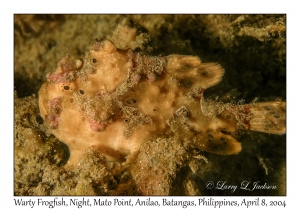 1151#0317 Antennarius maculatus - Warty Frogfish, Night, Mato Pt, Anilao, Batangas, Philippines, April 8, 2004