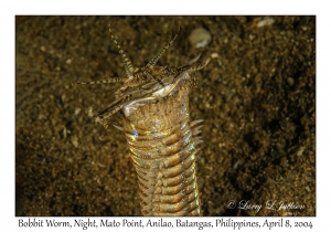 1151#0326 Eunice aphroditois - Bobbit Worm, Night, Mato Pt, Anilao, Batangas, Philippines, April 8, 2004