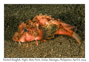 1151#0344 Minous pictus - Painted Stingfish, Night, Mato Pt, Anilao, Batangas, Philippines, April 8, 2004