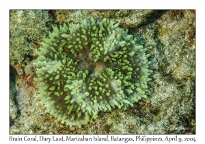 1152#0002 Symphyllia agaricia - Brain Coral, Dary Laut, Maricaban Is, Batangas, Philippines, April 9, 2004