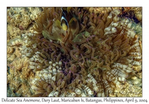 1152#0003 Radianthus malu - Delicate Sea Anemone, Dary Laut, Maricaban Is, Batangas, Philippines, April 9, 2004