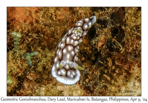 1152#0011 Goniobranchus geometricus - Geometric Goniobranchus, Dary Laut, Maricaban Is, Batangas, Philippines, April 9, 2004