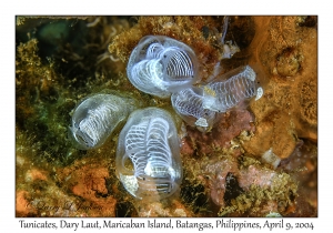 1152#0014 Clavelina moluccensis - Tunicates, Dary Laut, Maricaban Is, Batangas, Philippines, April 9, 2004
