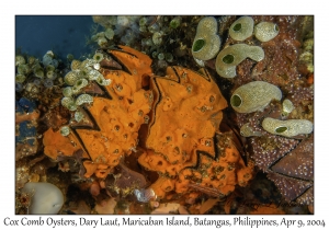 1152#0024 Lopha cristagall - Cock's Comb Oyster, Dary Laut, Maricaban Is, Batangas, Philippines, April 9, 2004