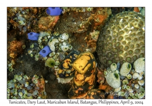 1152#0029 Tunicates, Dary Laut, Maricaban Is, Batangas, Philippines, April 9, 2004