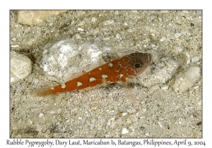 1152#0036 Trimma naudei - Rubble Pygmygoby, Dary Laut, Maricaban Is, Batangas, Philippines, April 9, 2004