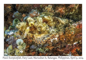 Poss's Scorpionfish