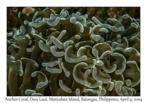 1153#0048 Euphyllia ancora - Anchor Coral, Dary Laut, Maricaban Is, Batangas, Philippines, April 9, 2004
