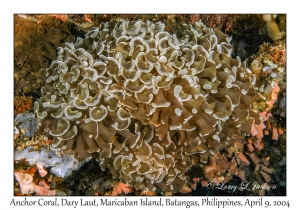 1153#0050 Euphyllia ancora - Anchor Coral, Dary Laut, Maricaban Is, Batangas, Philippines, April 9, 2004