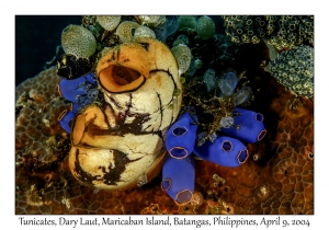 1153#0055 Polycarpa aurata & Rhopalaea sp - Tunicates, Dary Laut, Maricaban Is, Batangas, Philippines, April 9, 2004