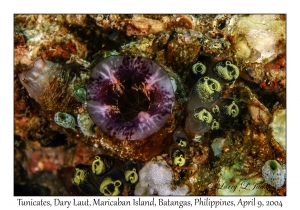 1153#0060 Polycarpa sp & Clavelina sp - Tunicates, Dary Laut, Maricaban Is, Batangas, Philippines, April 9, 2004