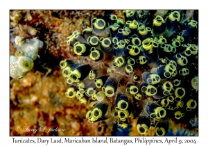 Tunicates