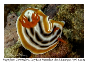 Magnificent Chromodoris
